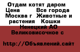 Отдам котят даром › Цена ­ 10 - Все города, Москва г. Животные и растения » Кошки   . Ненецкий АО,Великовисочное с.